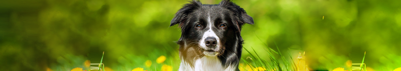kooijker dog with sunset