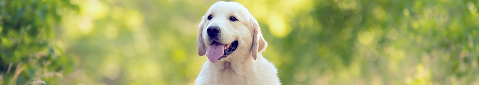 kooijker dog with sunset